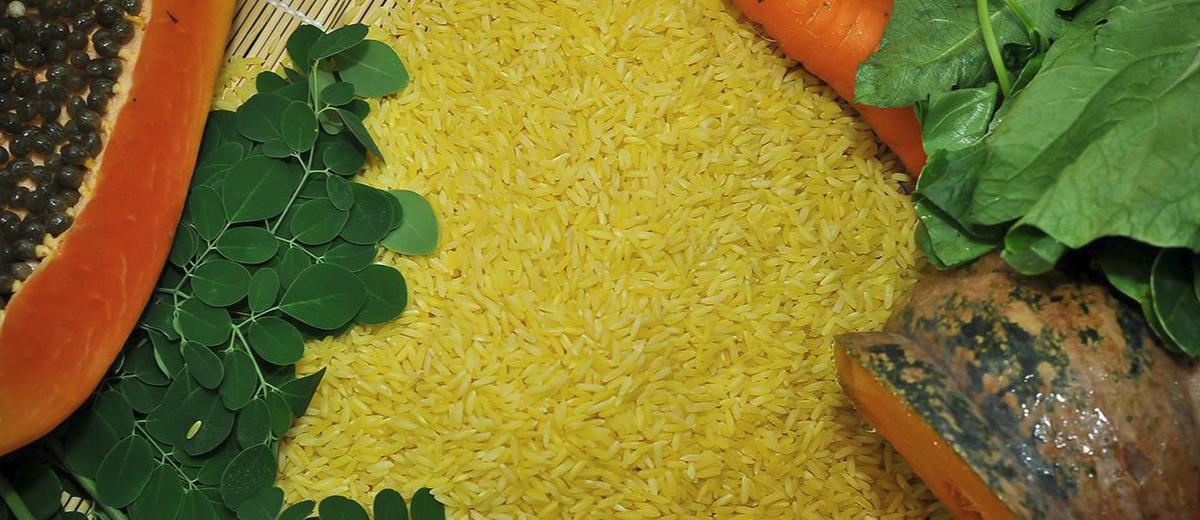 Philippines approves Golden Rice