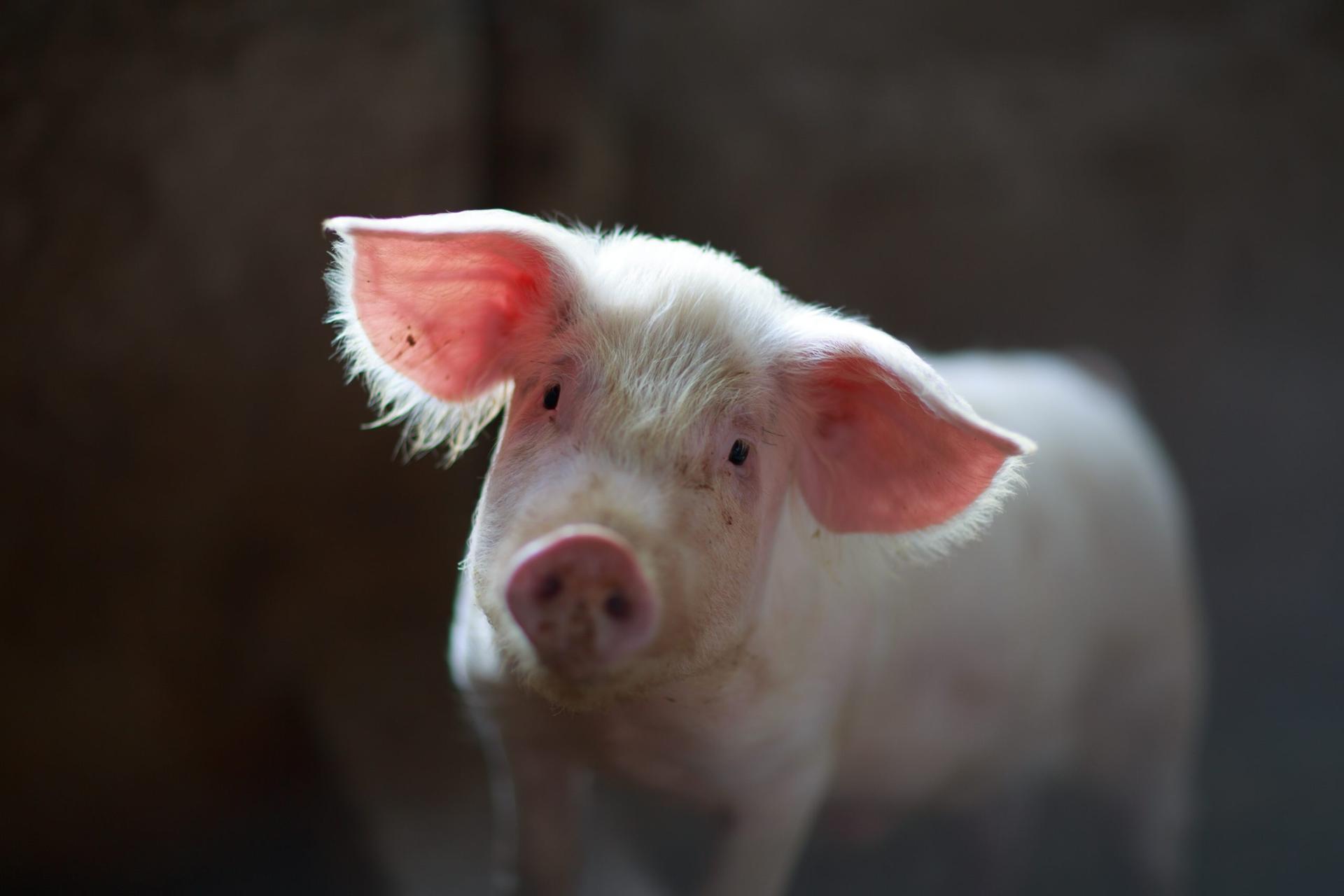 How global farmers will benefit from swine fever hitting China