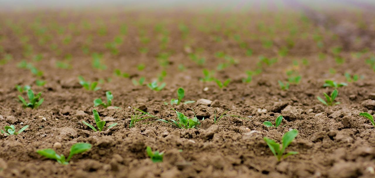 Sensible Fertilizer Regulation is Important to Kenya’s Farmers and our Environment