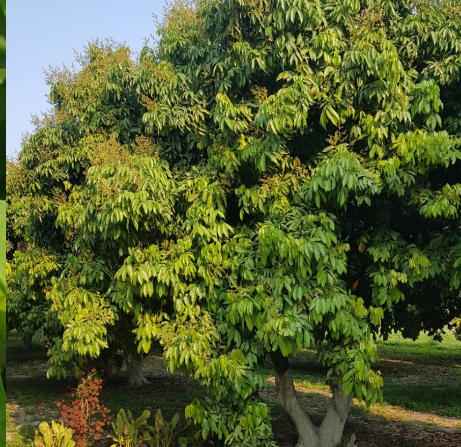 India Farm Tour-Litchi