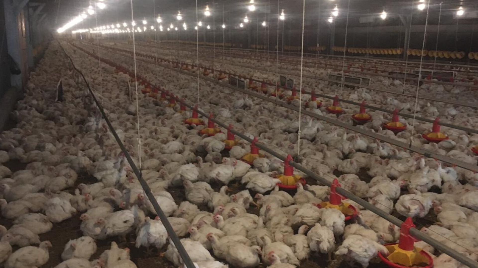 Nicaragua Farm Tour-Poultry