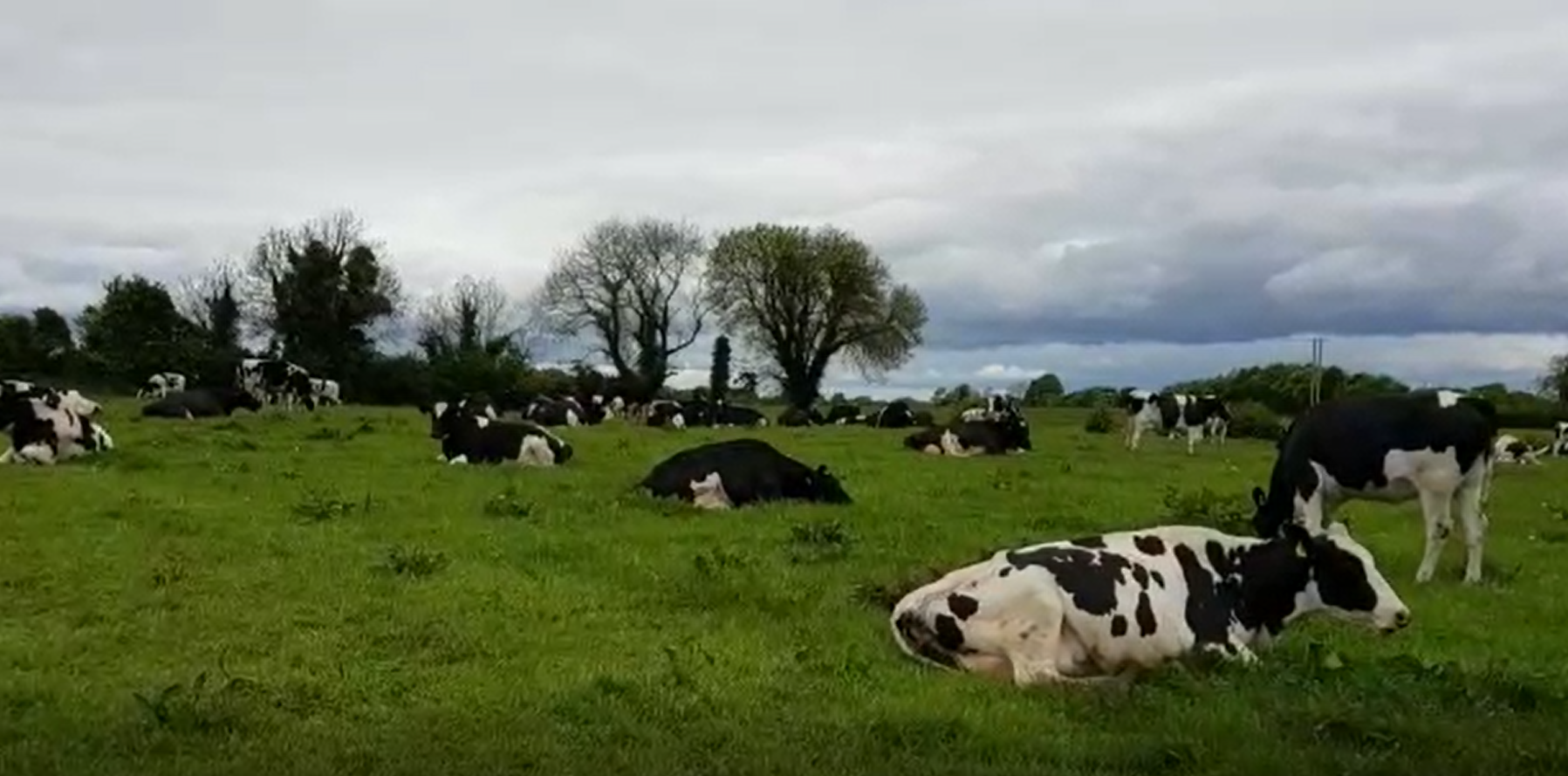 Ireland Farm Tour-Dairy