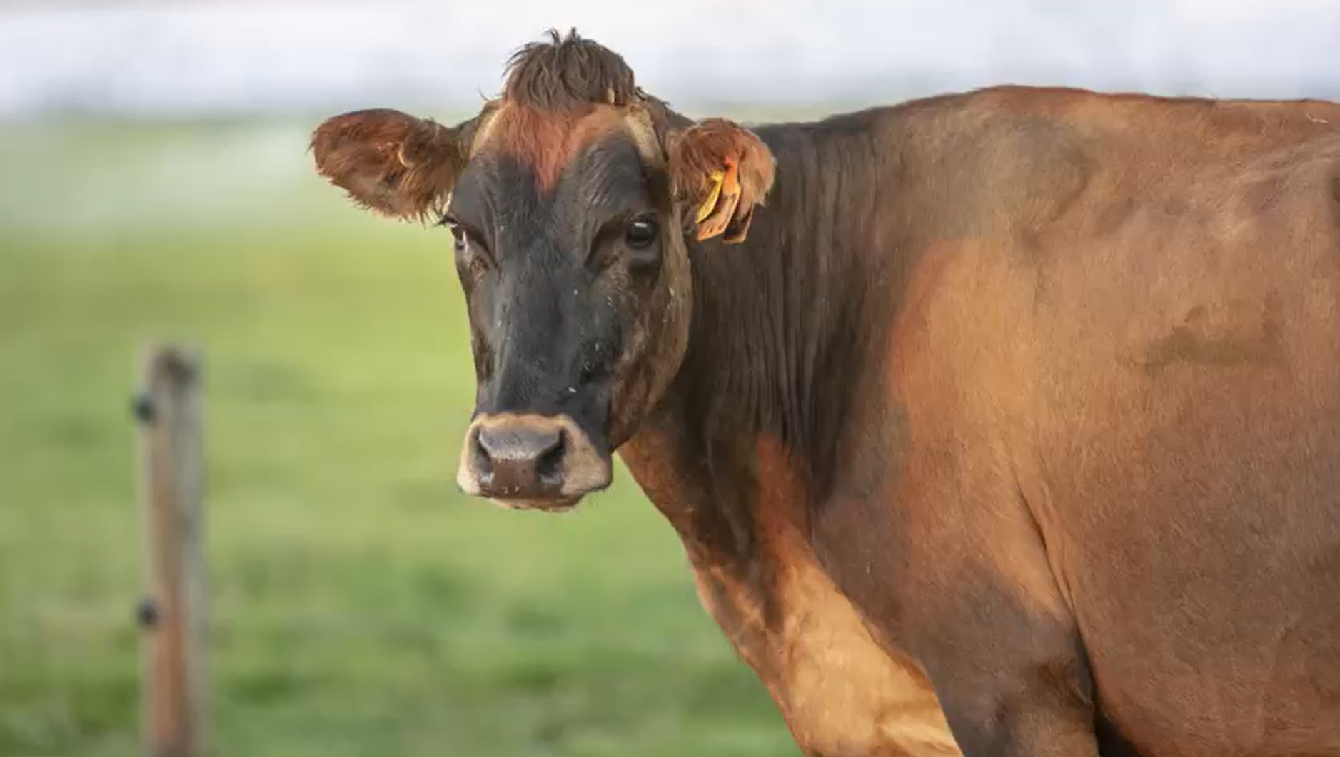 New Zealand Farm Tour-Dairy