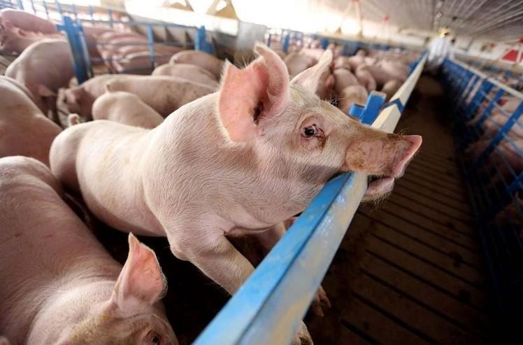 With losses mounting, Iowa farmers, ag groups hope congressional leaders provide additional coronavirus aid