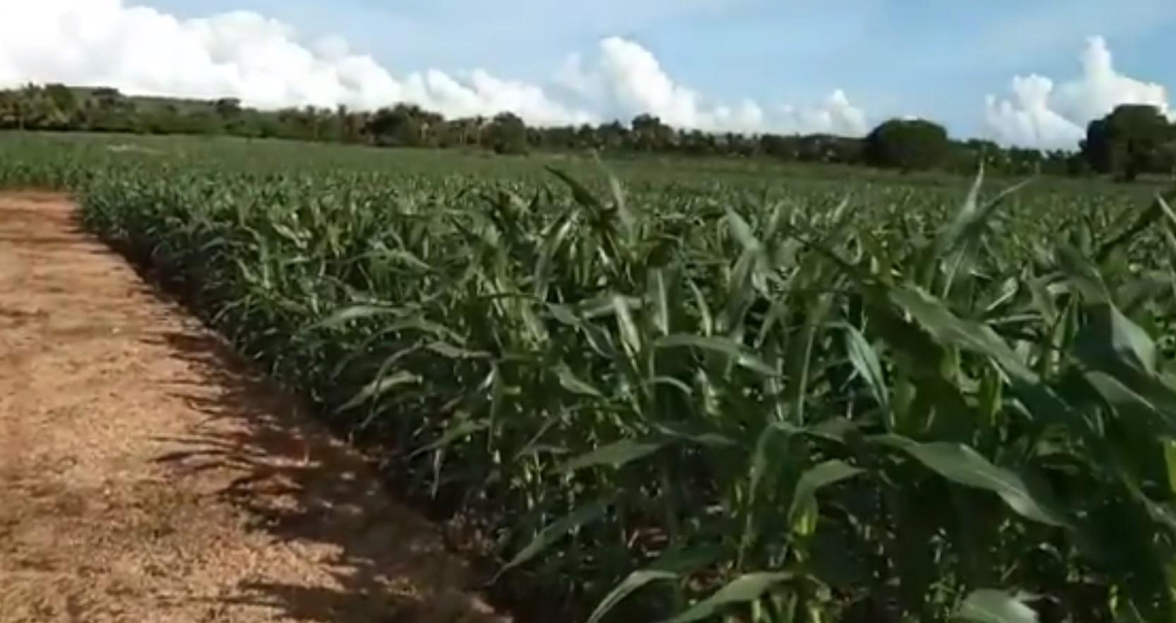 My Grandfather’s Field Proves GMOs’ Worth