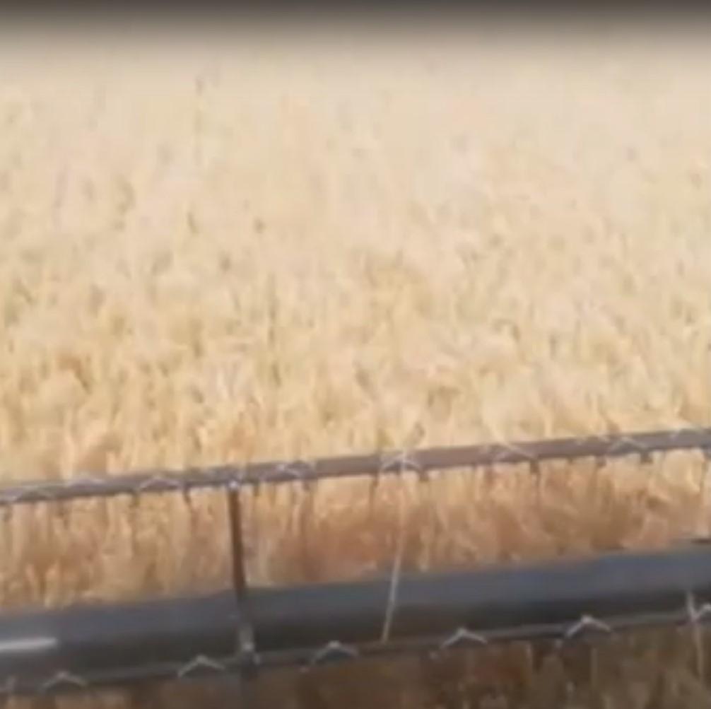Denmark Farm Tour-Harvesting Barley