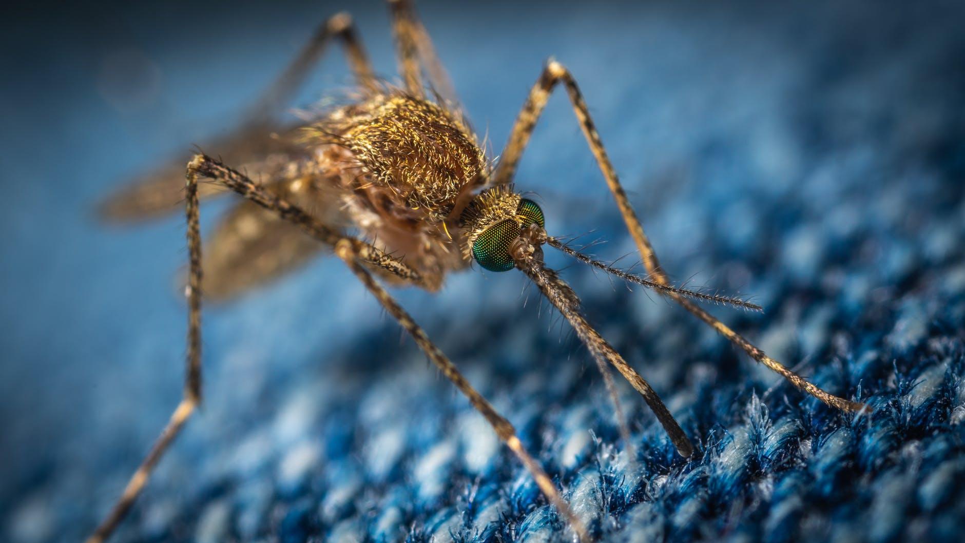 Supporting Science to Defeat Permanent Pandemics With Mosquito Control