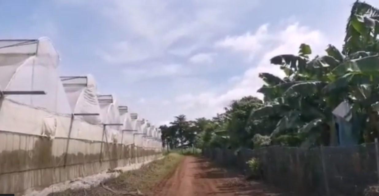Vietnam Farm Tour-Muskmelon