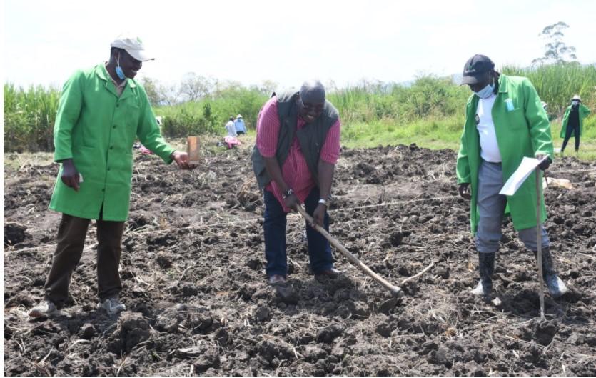 Kenya advances GM maize to increase yields, reduce pesticide use
