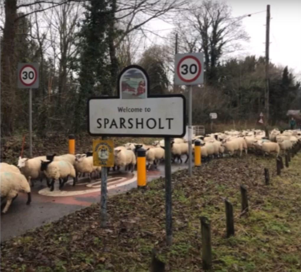England Farm Tour-Sheep