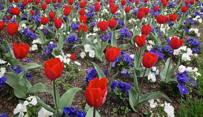 A Garden to Honor American Heroes