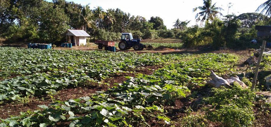 Philippines Farm Tour-Squash
