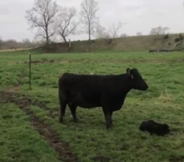 USA Farm Tour-Spring Calving
