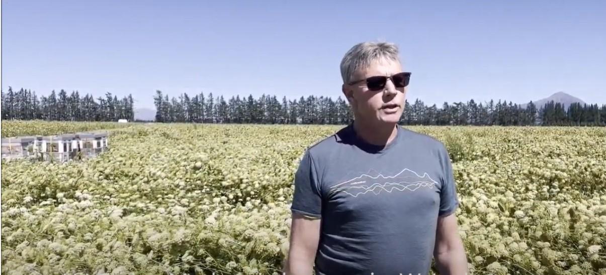 New Zealand Farm Tour-Carrot Seed Pollination