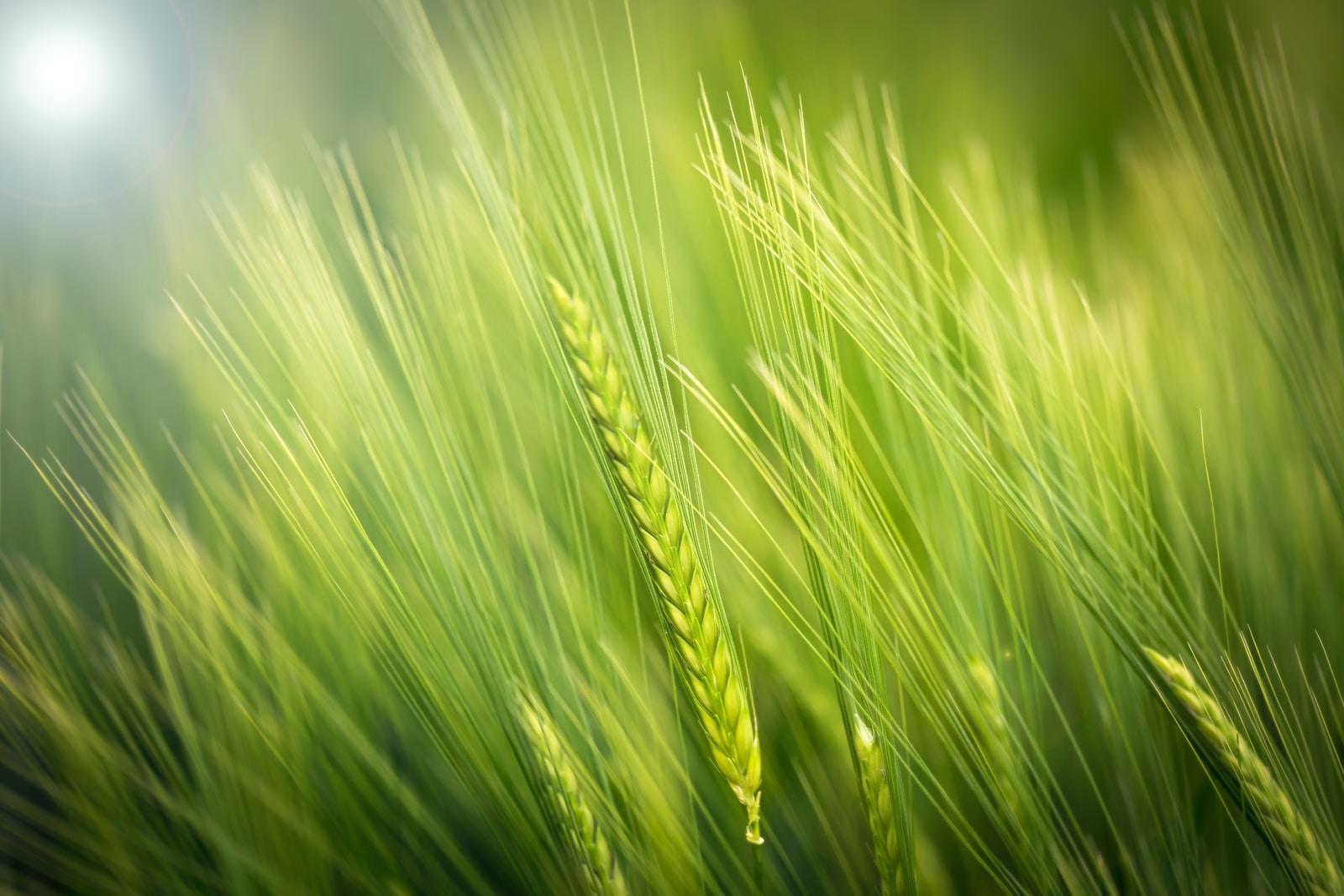 Will New Crop Genomes Help Feed the World?