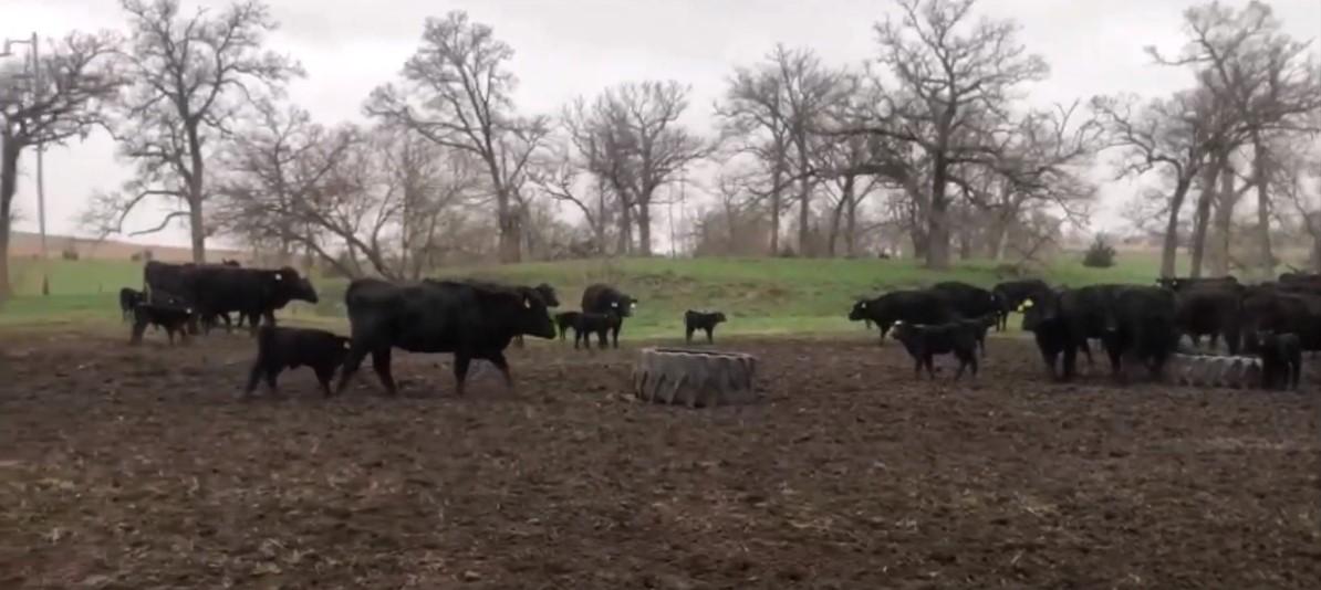 USA Farm Tour-More Spring Calving