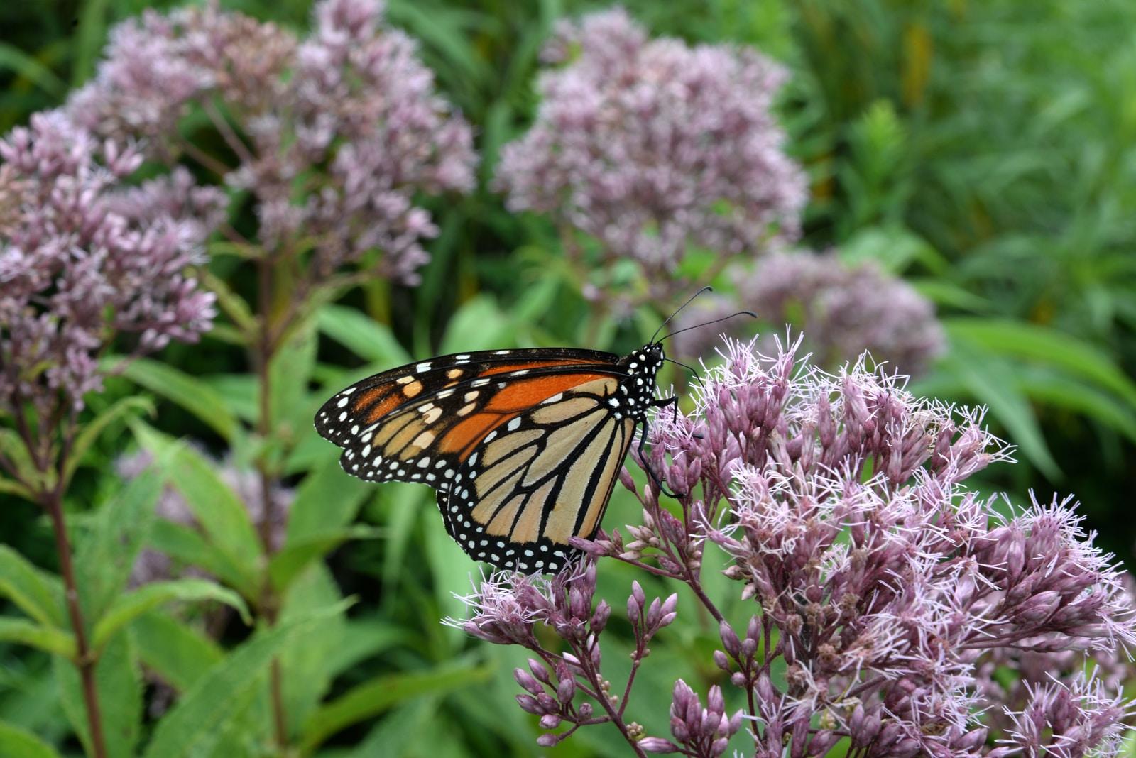 Implementing Conservation Measures