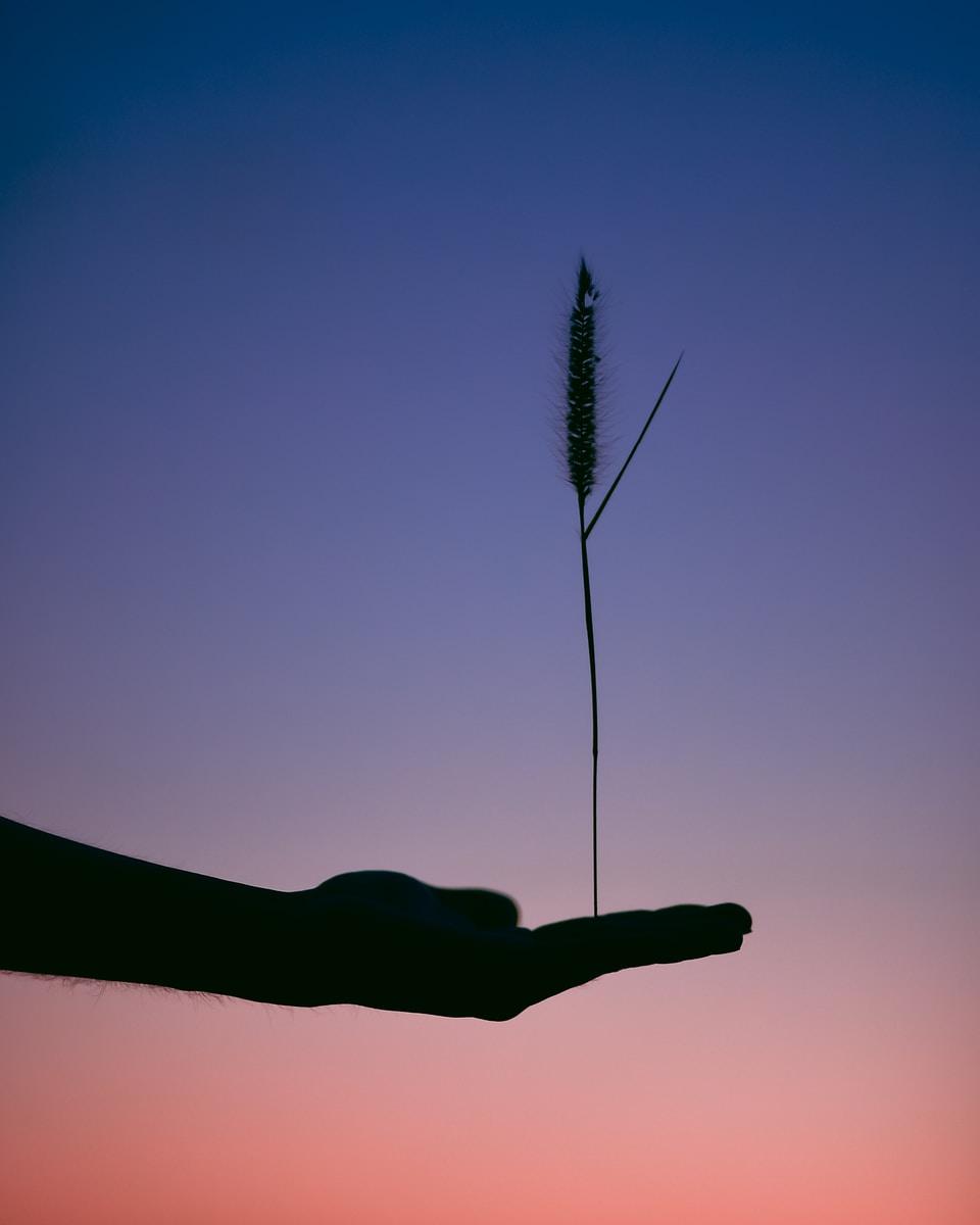 Controlling Weeds Requires Balance and Technology Helps