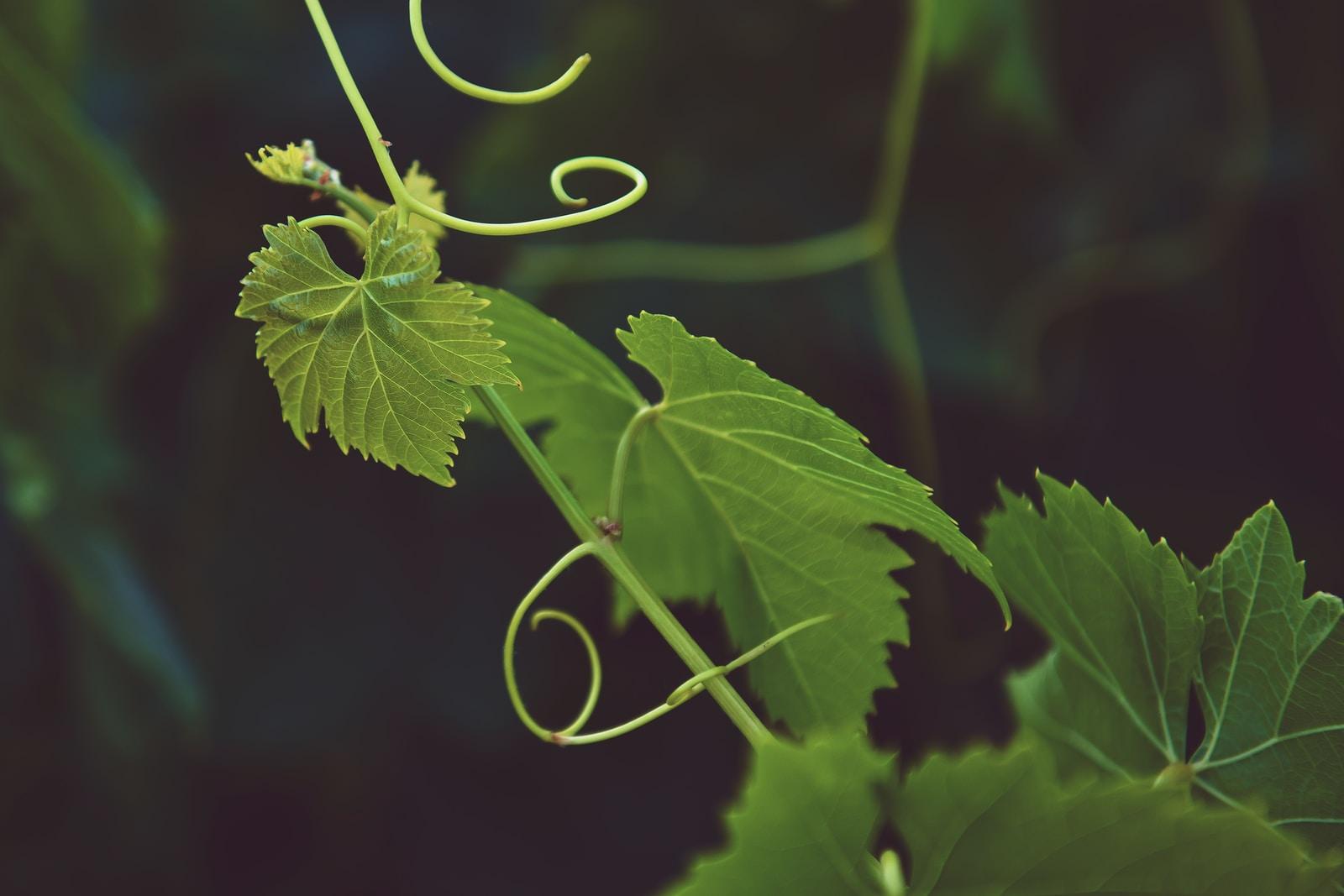 Jennie Schmidt brings a vital view to food production and consumption