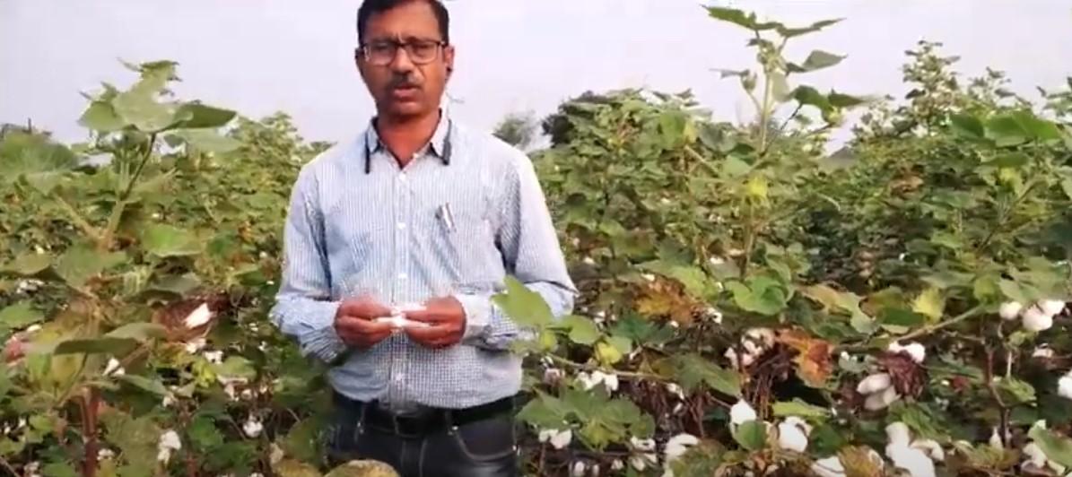 India-Cotton Harvest