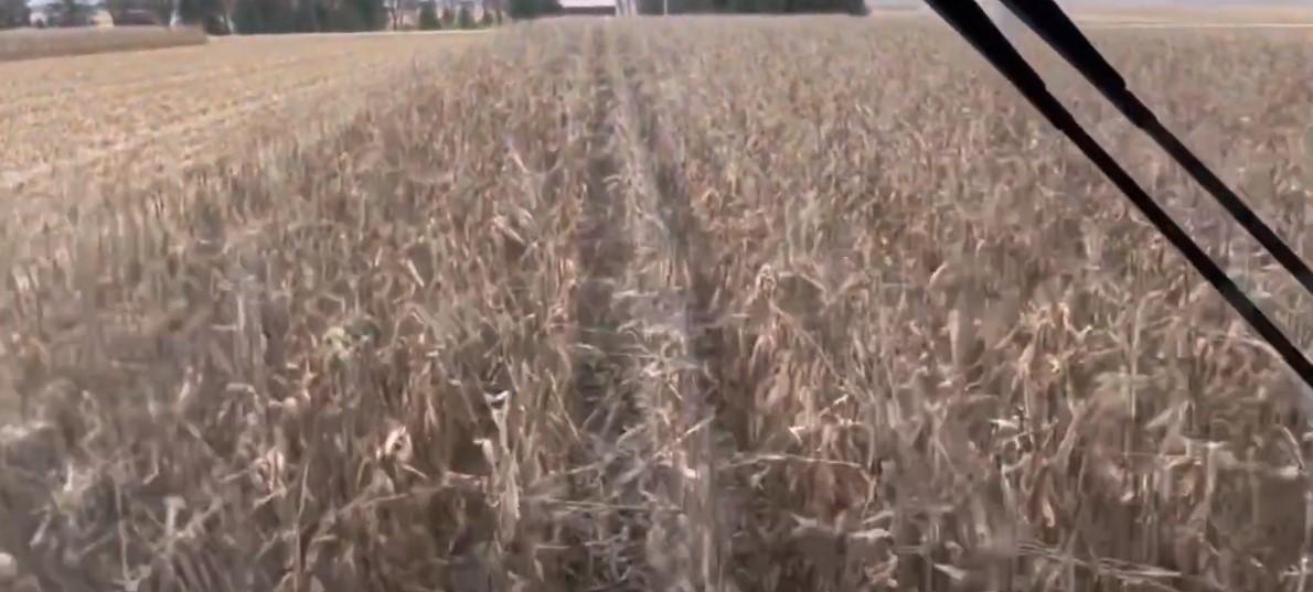 United States-Corn Harvest