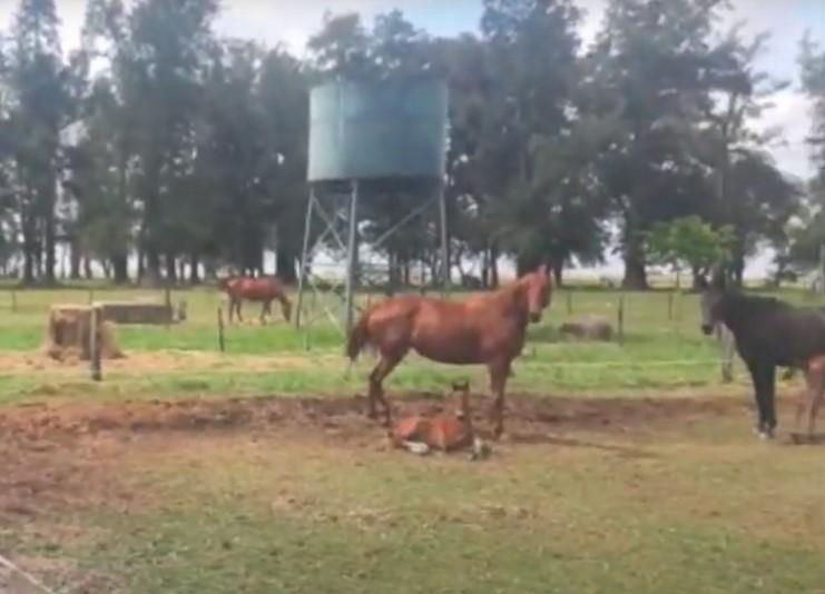 Argentina-Polo Horses