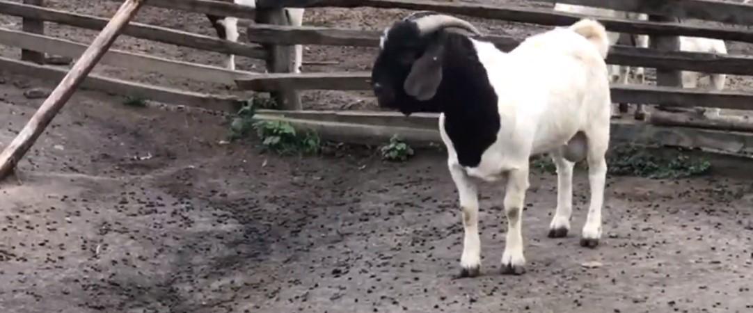 Uganda-Goats