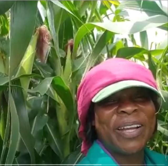 Zimbabwe-Rain Makes Grain