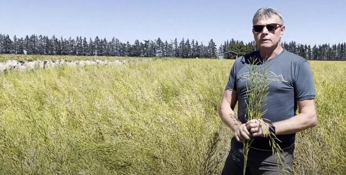 New Zealand-Diverse Seed Production