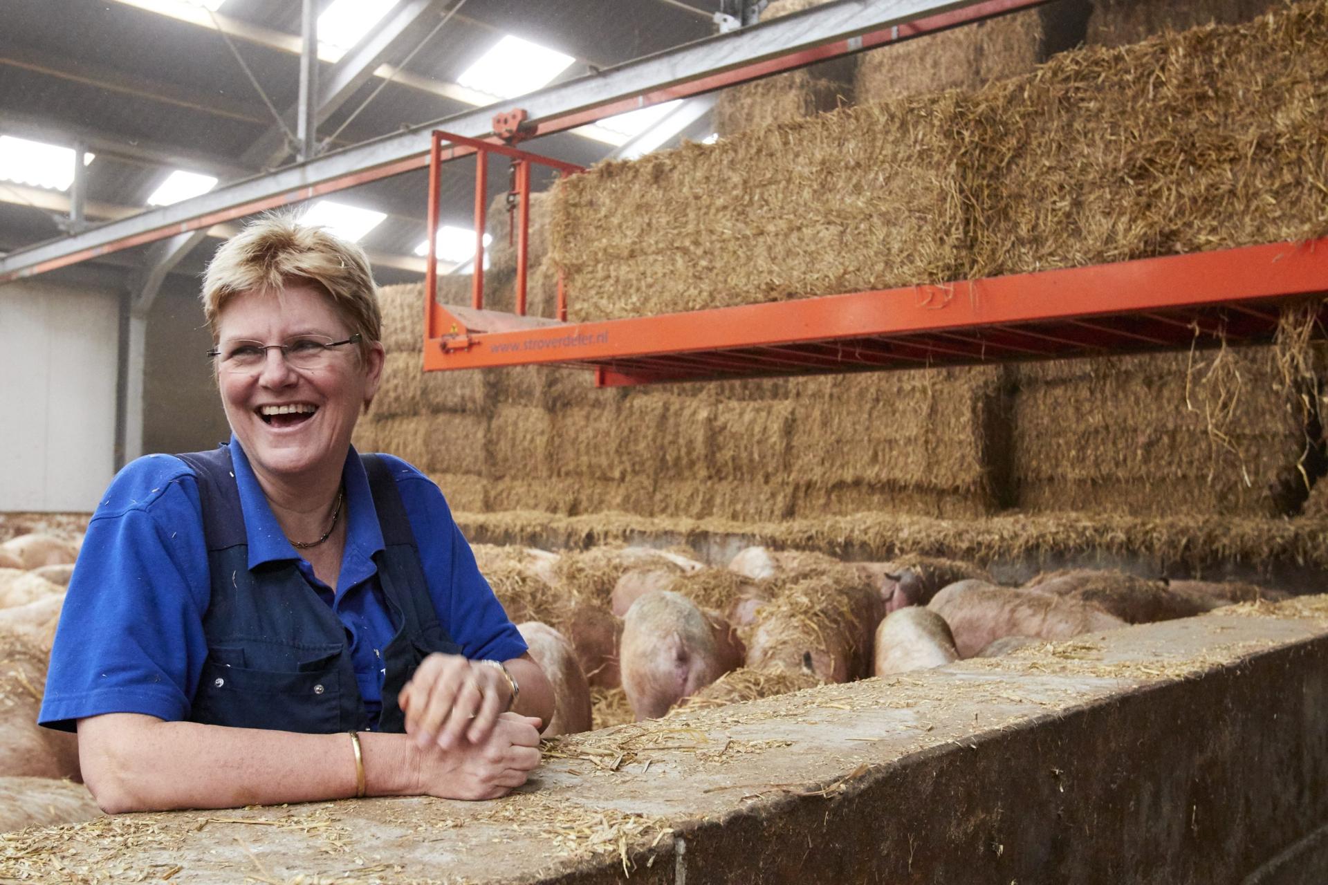 The Netherlands-Pig Farming