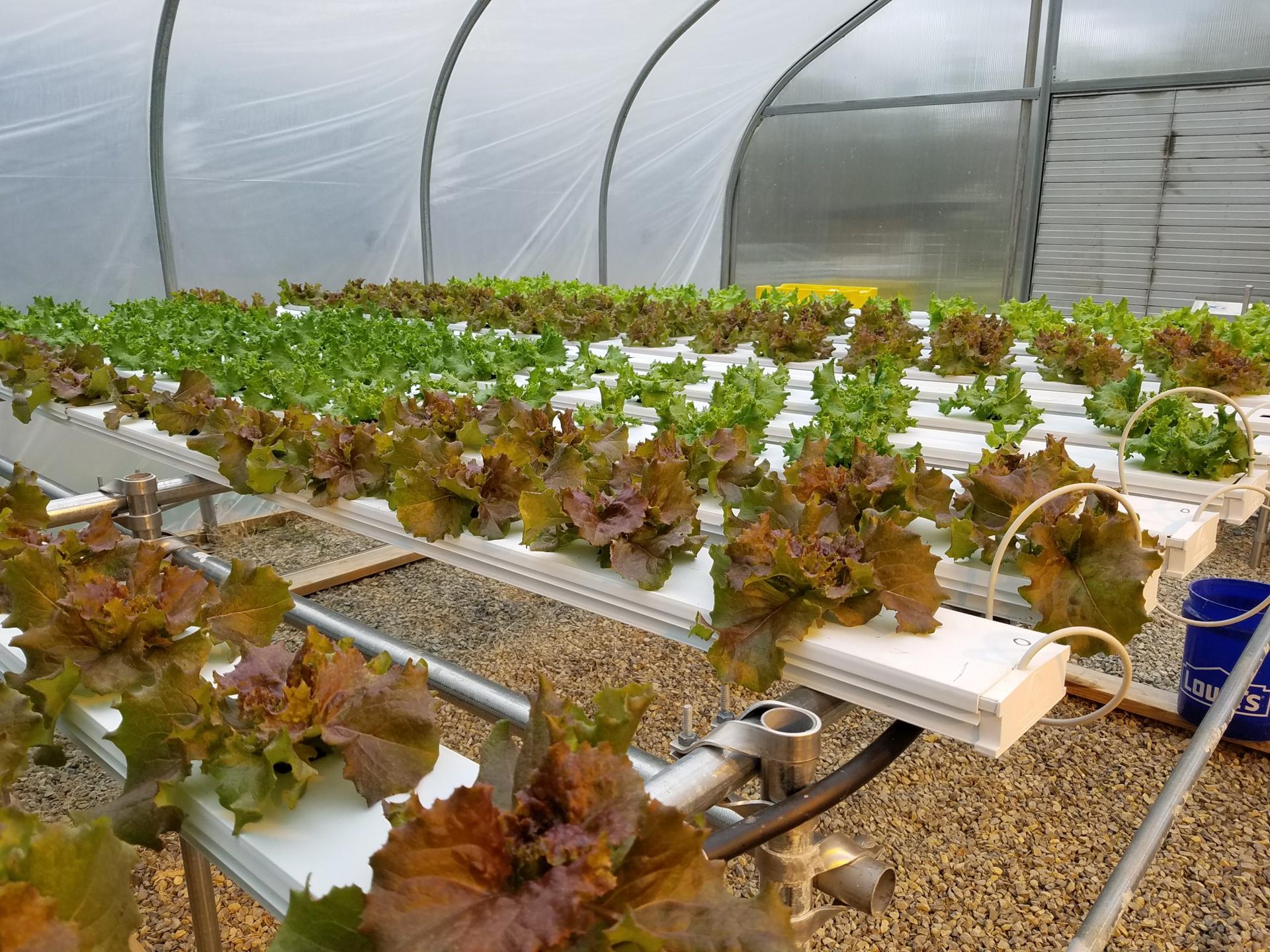 Hydroponics are a soil-less marvel