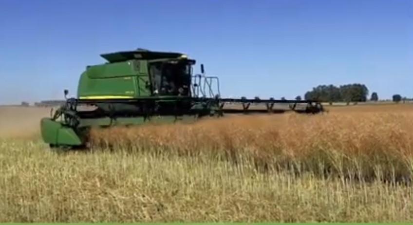 Uruguay-Canola Harvest