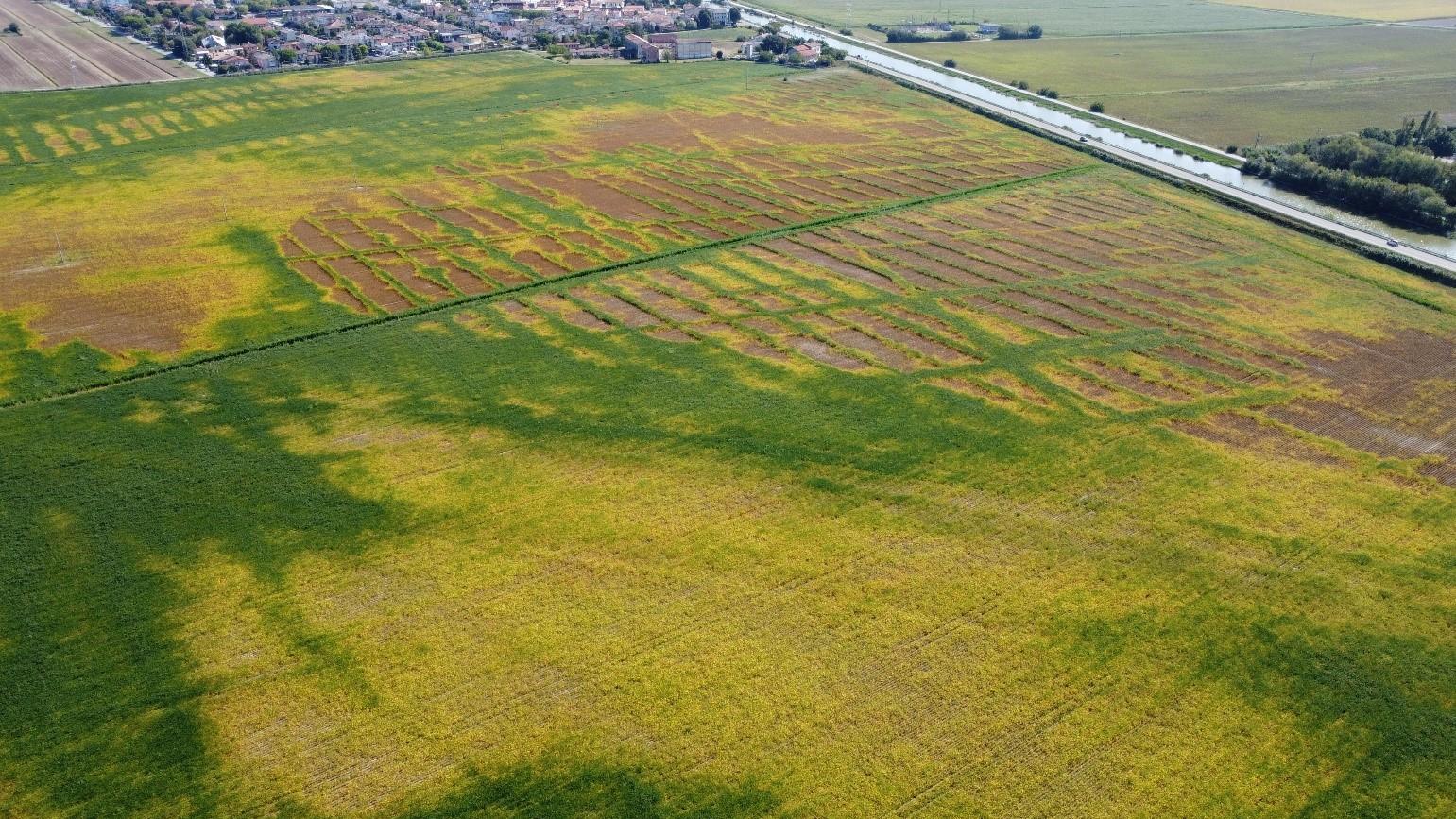 GMO Crops Can Reduce Drought Impact