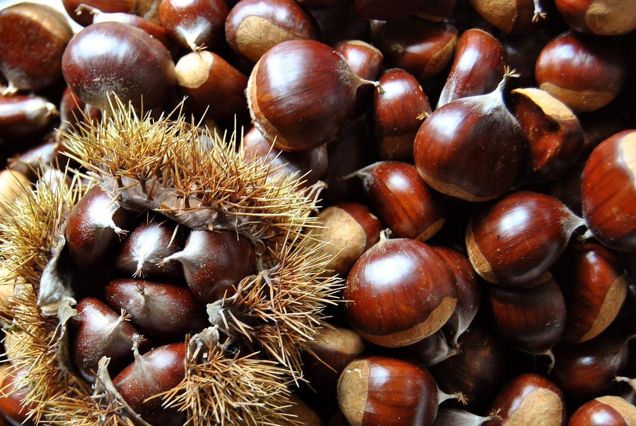 Let’s Save the American Chestnut Tree with Technology