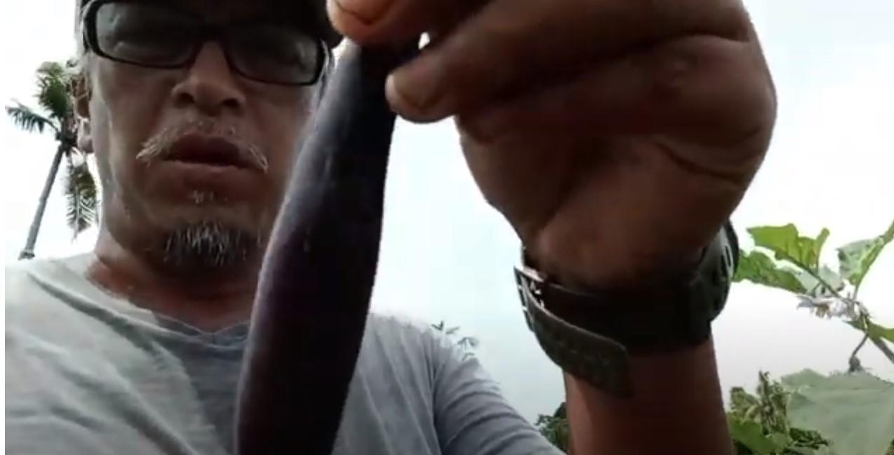 Philippines-Eggplant Plantation