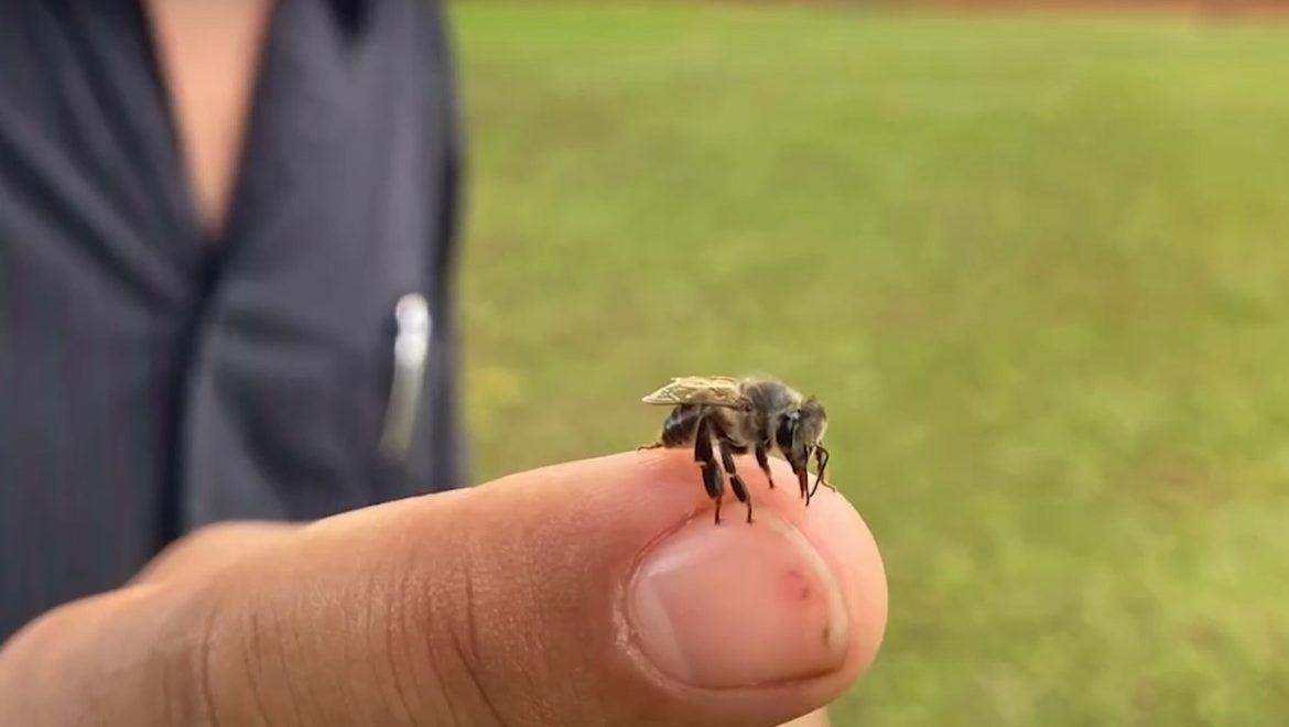 Fiorese Highlights Pollinators Role in Agriculture
