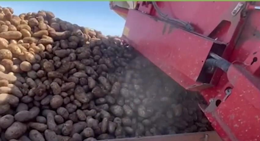 Argentina-Potato Harvest