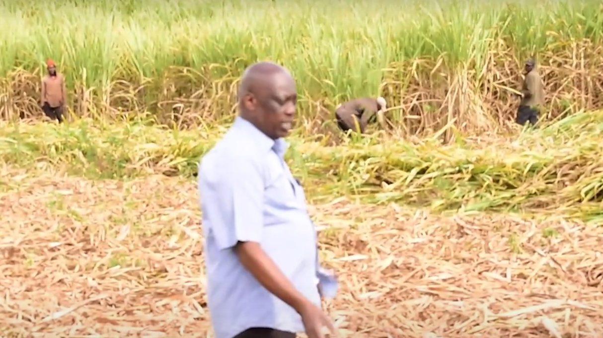 Kenya-Seed Cane Harvest