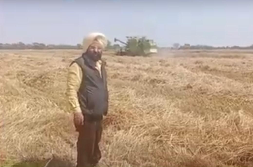 India-Wheat Harvest