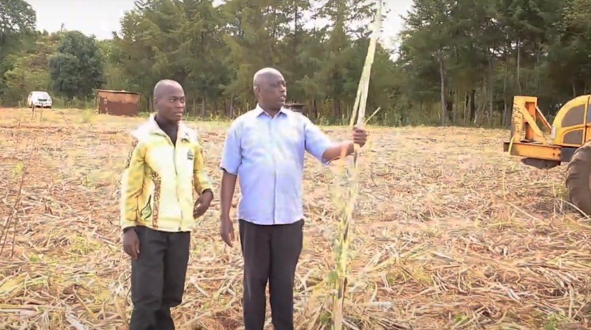 Kenya-Seed Cane Loading