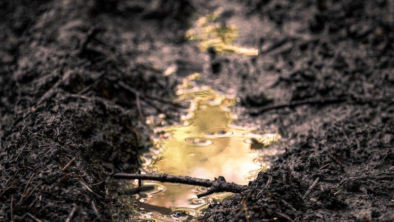 The Great Carbon Rush