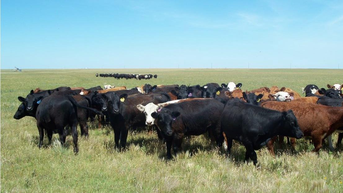 Turning the Challenge of a Cattle Cycle Into an Opportunity