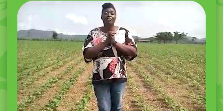 Nigeria-Bt, No-till, Sequestering Carbon