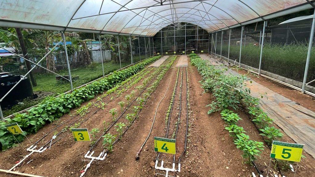 A Biodiversity Success Story from Puerto Rico