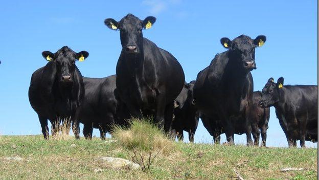 A New Zealand Environmental Success Story