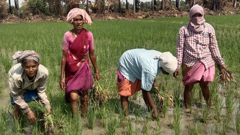 India Celebrates New Rice Varieties To Fight Weeds And Help Meet Climate Goals