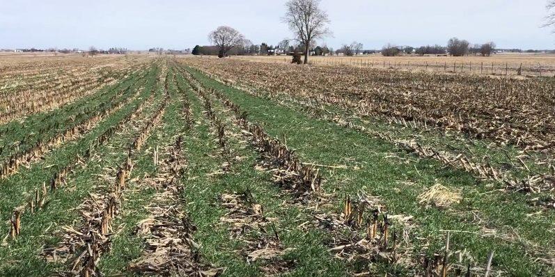 Crop Diversification to Build Resilience