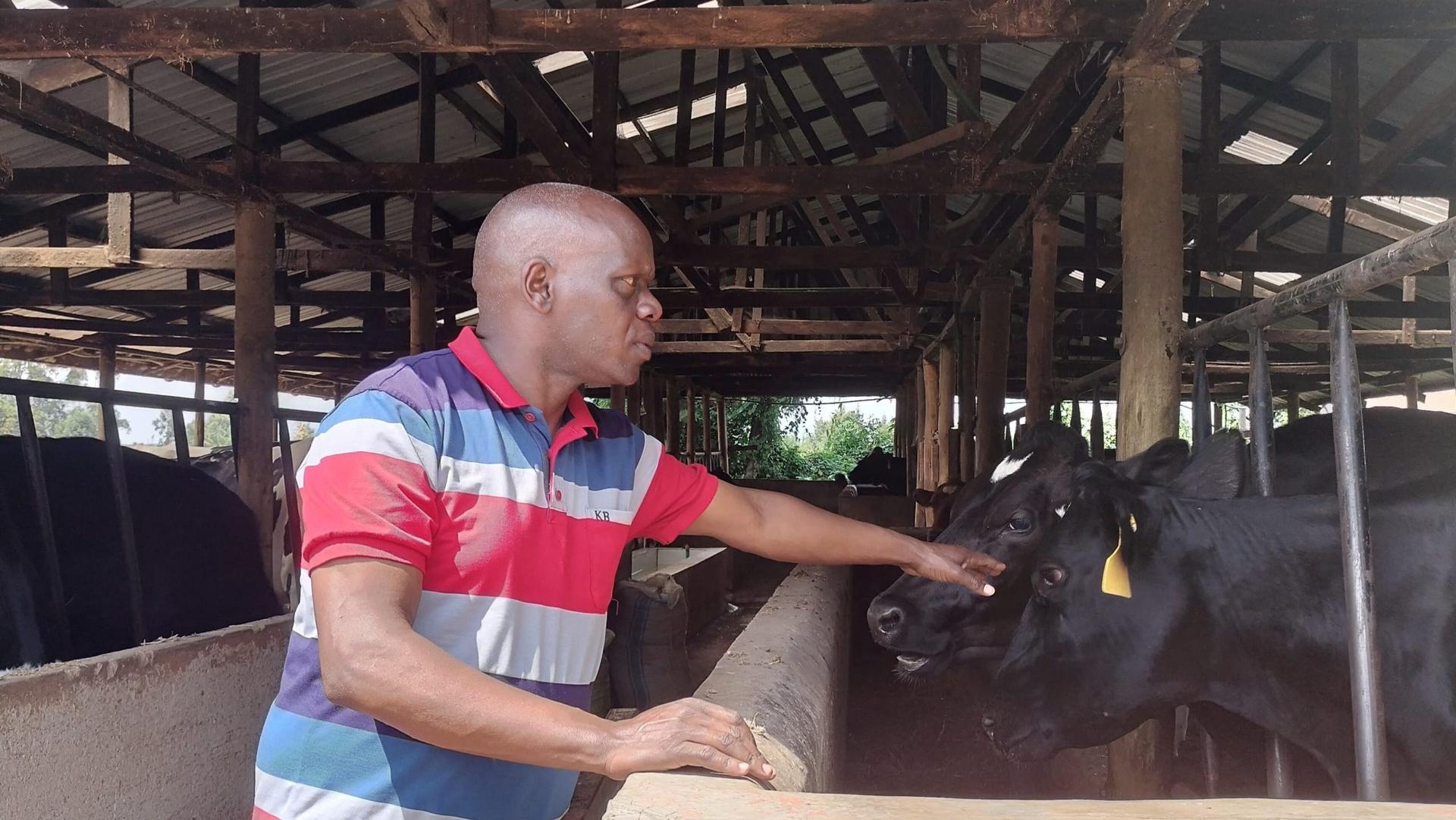Sharing Knowledge and Technology Access Support a Resilient Dairy in Kenya