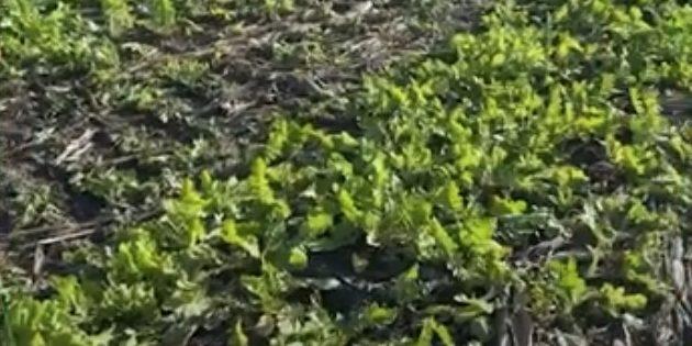 USA-Cover Crop, Baling Stover