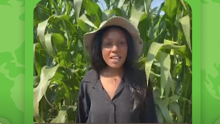 Zambia-Maize Mechanization